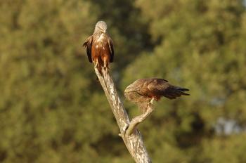 <a href="https://www.theepochtimes.com/assets/uploads/2015/07/pair_of_hawks_medium.jpg"><img class="size-medium wp-image-119359" title="A pair of breeding kites collect material to build their nest. (F. Sergio)" src="https://www.theepochtimes.com/assets/uploads/2015/07/pair_of_hawks_medium.jpg" alt="A pair of breeding kites collect material to build their nest. (F. Sergio)" width="320"/></a>