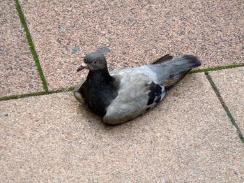 <a href="https://www.theepochtimes.com/assets/uploads/2015/07/pigeon-DSCN1098_medium.JPG"><img class="size-medium wp-image-111088" title="It is amazing how pigeons can find the same place year after year.  (Stephanie Lam/The Epoch Times)" src="https://www.theepochtimes.com/assets/uploads/2015/07/pigeon-DSCN1098_medium.JPG" alt="It is amazing how pigeons can find the same place year after year.  (Stephanie Lam/The Epoch Times)" width="320"/></a>