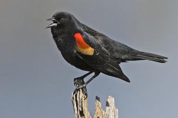 <a href="https://www.theepochtimes.com/assets/uploads/2015/07/red_winged_blackbird_male_medium.jpg"><img class="size-medium wp-image-118483" title="A male red-winged blackbird. (Alan D. Wilson/Bird, Wildlife And Natural Landscape Photography)" src="https://www.theepochtimes.com/assets/uploads/2015/07/red_winged_blackbird_male_medium.jpg" alt="A male red-winged blackbird. (Alan D. Wilson/Bird, Wildlife And Natural Landscape Photography)" width="320"/></a>
