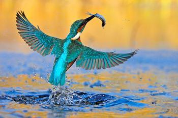 <a href="https://www.theepochtimes.com/assets/uploads/2015/07/regenfischer_medium.jpg"><img src="https://www.theepochtimes.com/assets/uploads/2015/07/regenfischer_medium.jpg" alt="The kingfisher's iridescent plumage has earned it the nickname 'Flying Jewel.'  (Courtesy of Manfred Delpho)" title="The kingfisher's iridescent plumage has earned it the nickname 'Flying Jewel.'  (Courtesy of Manfred Delpho)" width="300" class="size-medium wp-image-64348"/></a>