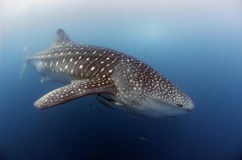 HUNTED: The whale shark, the world's largest shark and fish species, is now a luxury meat item, according to the United National Environment Program (UNEP). (Scott Tuason/GETTY IMAGES)