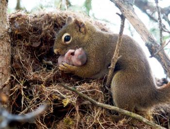 <a href="https://www.theepochtimes.com/assets/uploads/2015/07/squirrel1_medium.jpg"><img class="size-medium wp-image-107594" title="Female red squirrel prepares to move a juvenile between nests. (Ryan W. Taylor)" src="https://www.theepochtimes.com/assets/uploads/2015/07/squirrel1_medium.jpg" alt="Female red squirrel prepares to move a juvenile between nests. (Ryan W. Taylor)" width="320"/></a>
