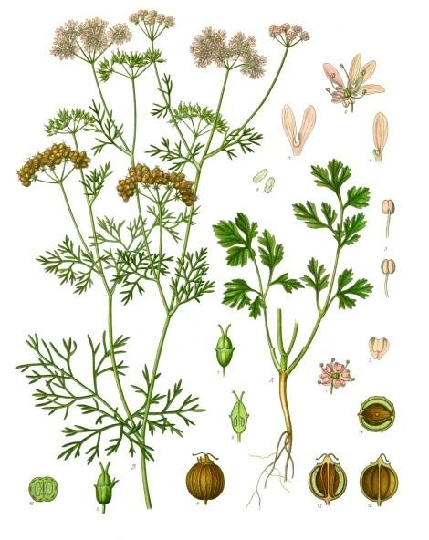 Coriandrum sativum (public domain)