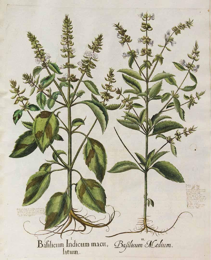 Two basil varieties by Basilius Besler (Public Domain)