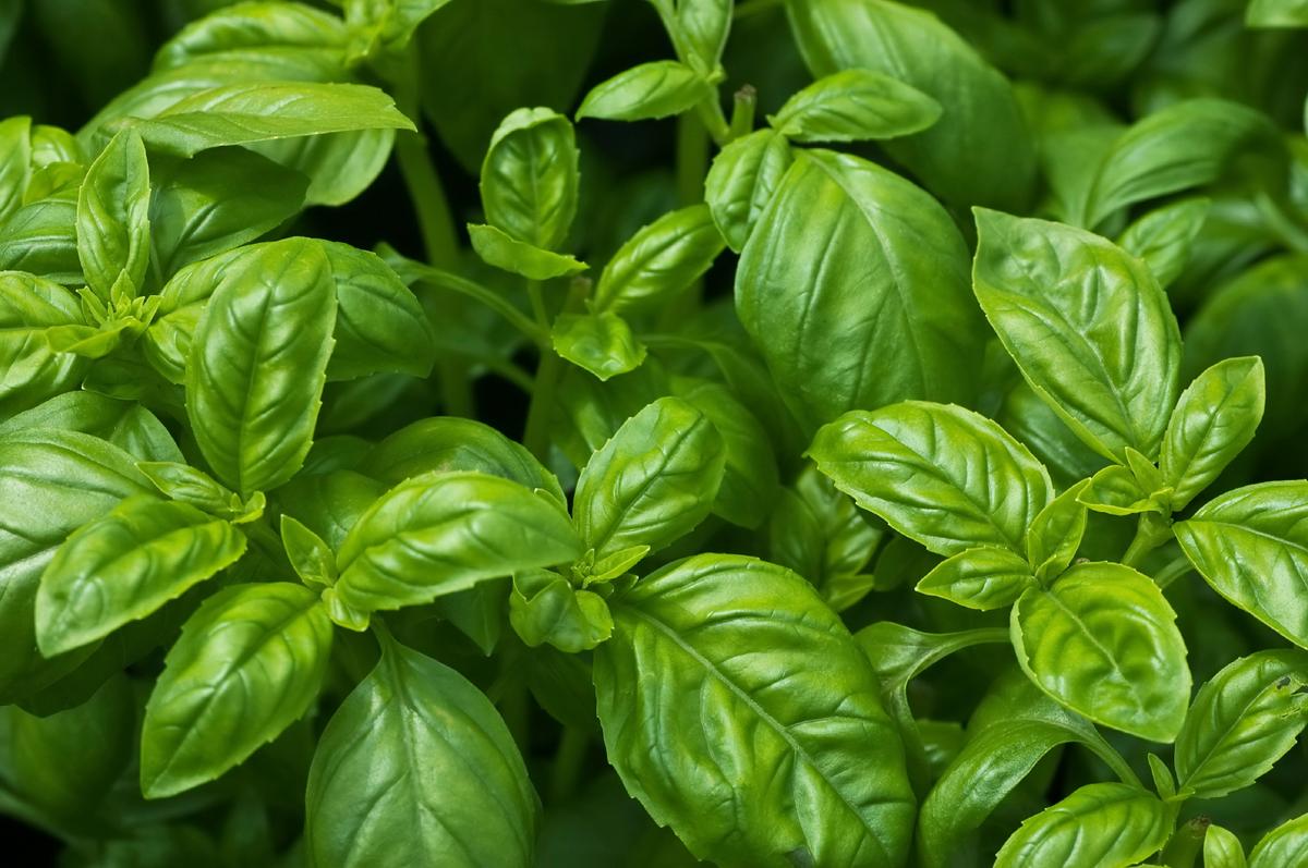 Sweet Italian basil. (fotogal/iStock)