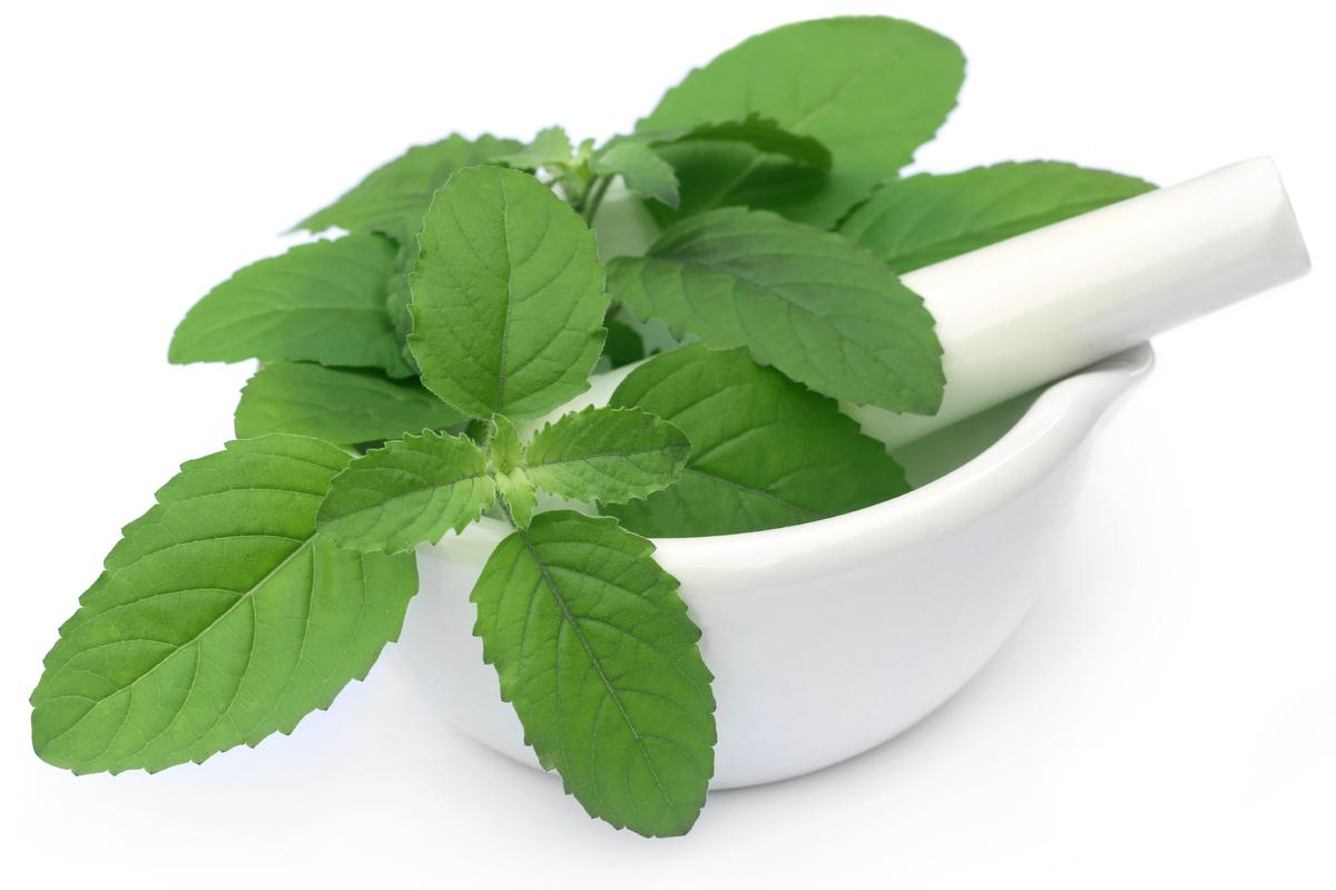 Holy basil leaves. (bdspn/iStock)