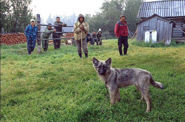 The dog that helped Karina survive. (Sakha Republic Rescue Service)
