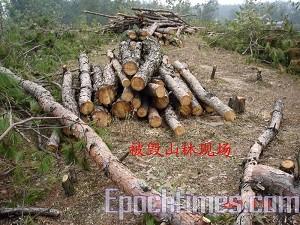 Destroyed woods in the mountain. (The Epoch Times)