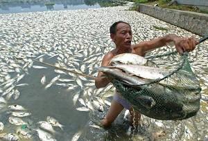 A fisherman doing his best to collect the dead fishes. (Epoch Times Archive)