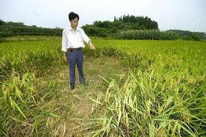 Rats ate a huge hole in this rice field in Binhu Village, Hunan Province. (Photo from Internet)