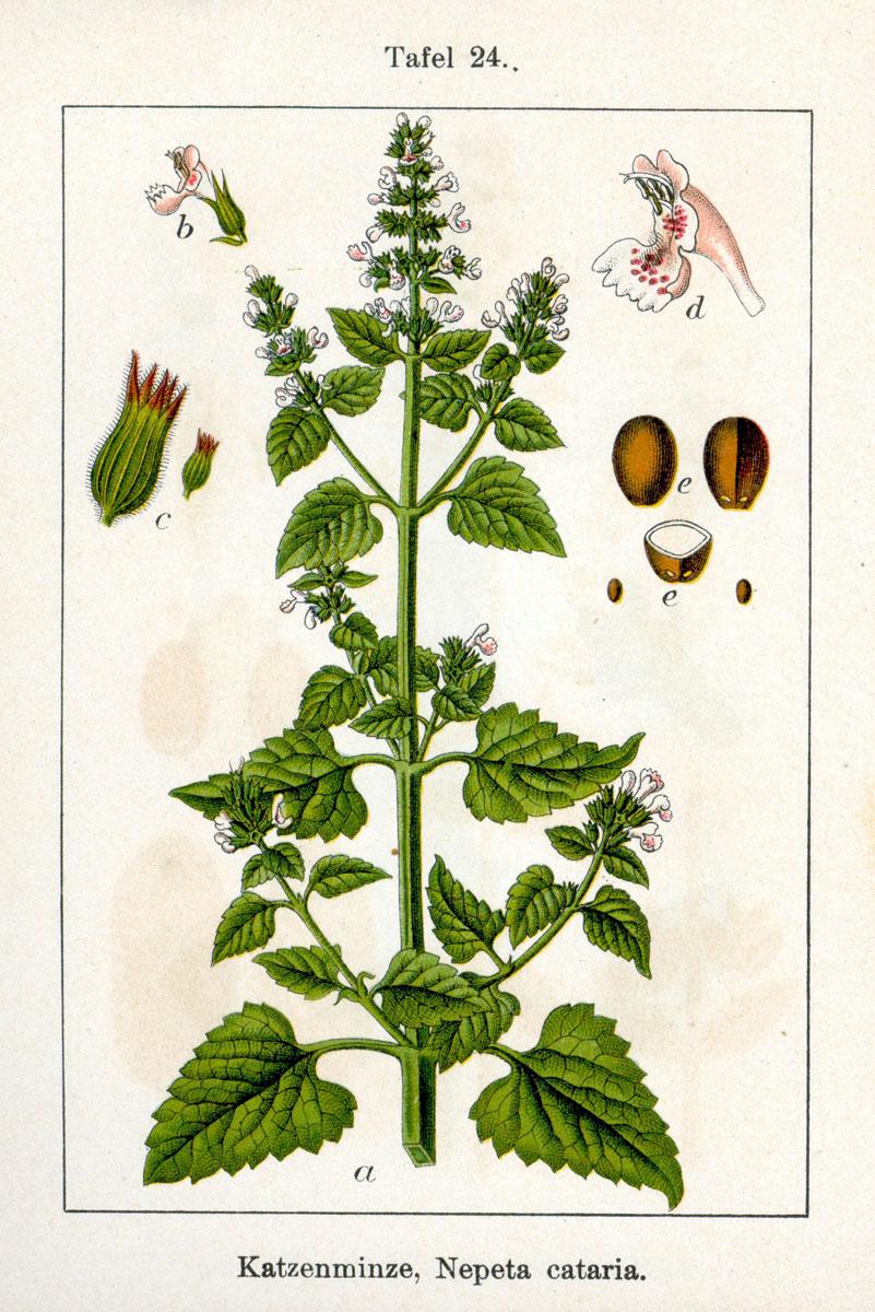 One study found that catnip essential oil was just as effective as DEET at only one-tenth the concentration. (Public Domain)