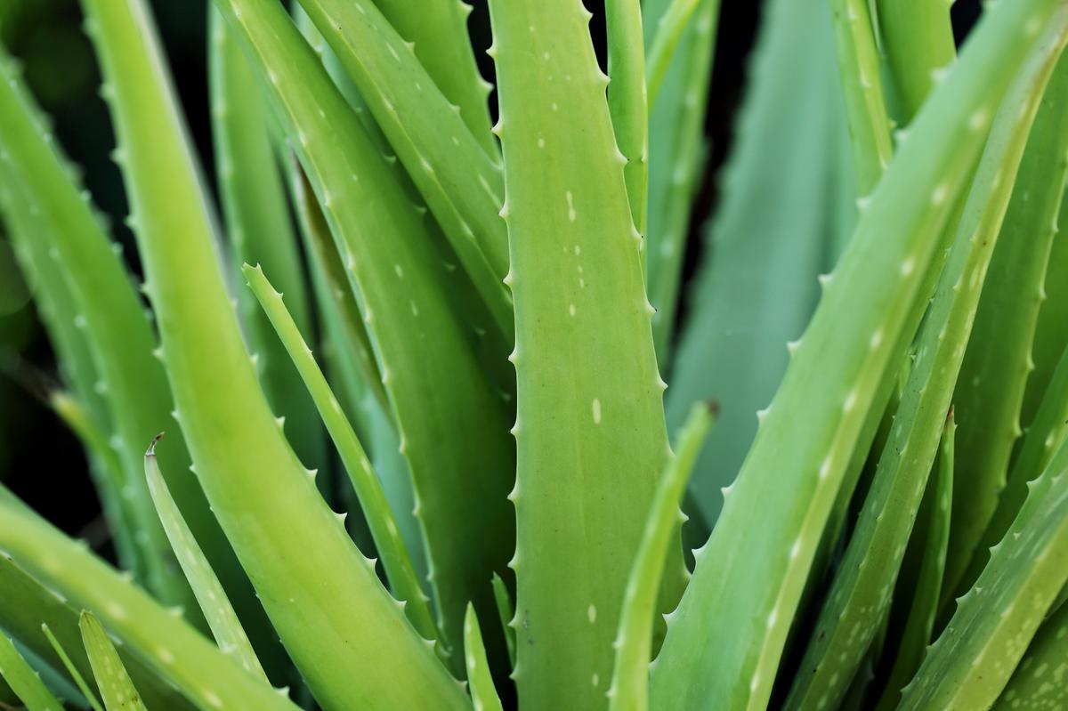 Aloe and other herbs help soothe the sting of bug bites. (GODS_AND_KINGS/iStock)
