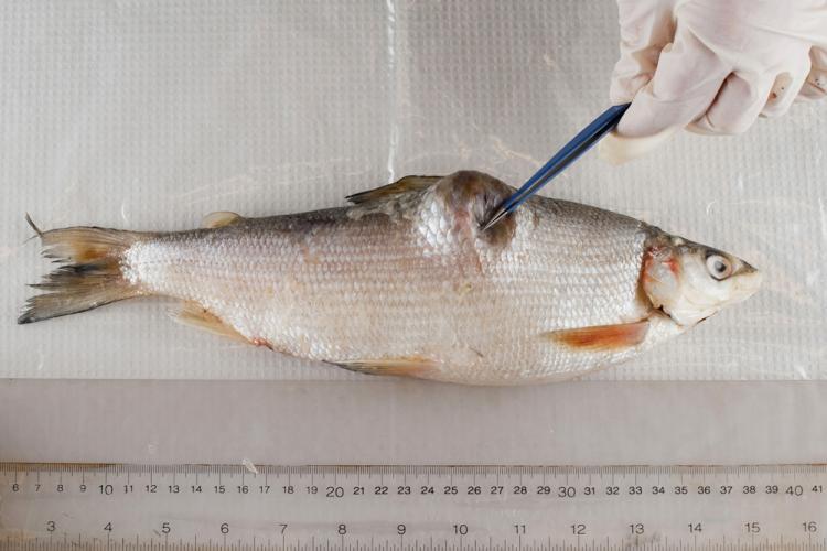 <a><img src="https://www.theepochtimes.com/assets/uploads/2015/09/091510_fish03.jpg" alt="A deformed whitefish from Lake Athabasca, collected by Ray Ladouceur in December 2009. (John Ulan/EPIC Photography)" title="A deformed whitefish from Lake Athabasca, collected by Ray Ladouceur in December 2009. (John Ulan/EPIC Photography)" width="320" class="size-medium wp-image-1814380"/></a>