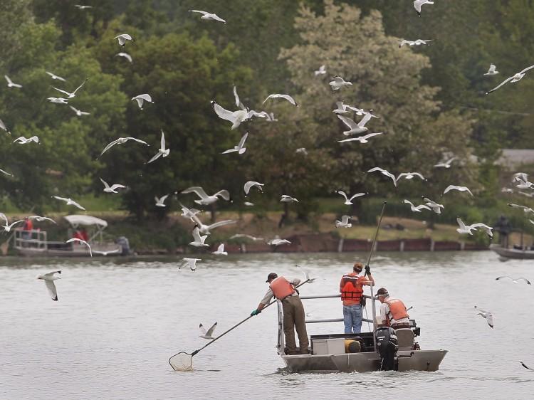 <a><img src="https://www.theepochtimes.com/assets/uploads/2015/09/100022832.jpg" alt="SEEKING CARP: Workers with the Asian Carp Regional Coordinating Committee capture fish on the Little Calumet River on May 20, 2010 in Chicago, Illinois. The Committee poisoned the fish to search for evidence of Asian Carp in the waterway. (Scott Olson/Getty Images)" title="SEEKING CARP: Workers with the Asian Carp Regional Coordinating Committee capture fish on the Little Calumet River on May 20, 2010 in Chicago, Illinois. The Committee poisoned the fish to search for evidence of Asian Carp in the waterway. (Scott Olson/Getty Images)" width="320" class="size-medium wp-image-1801282"/></a>