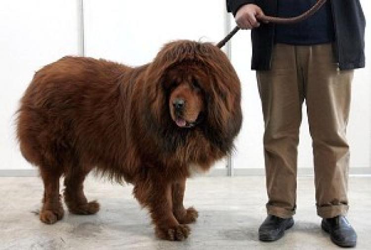 <a><img src="https://www.theepochtimes.com/assets/uploads/2015/09/1008302357531975.jpg" alt="The Tibetan Mastiff is believed to be the only ancient breed to have not changed its environment over time. It is one of the most ancient, rare, and ferocious large dogs of the world. It originated from Tibet and the Tibetan-speaking areas of Qinghai Province. (Photo by Guang Niu/Getty Images)" title="The Tibetan Mastiff is believed to be the only ancient breed to have not changed its environment over time. It is one of the most ancient, rare, and ferocious large dogs of the world. It originated from Tibet and the Tibetan-speaking areas of Qinghai Province. (Photo by Guang Niu/Getty Images)" width="320" class="size-medium wp-image-1815064"/></a>