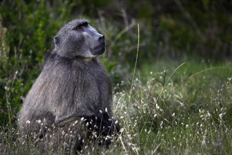 <a><img class="size-full wp-image-1787259" title="A male baboon watches his troop in Capetown, South Africa. (Paula Bronstein /Getty Images)" src="https://www.theepochtimes.com/assets/uploads/2015/09/102617779.jpg" alt="A male baboon watches his troop in Capetown, South Africa. (Paula Bronstein /Getty Images)" width="750" height="500"/></a>