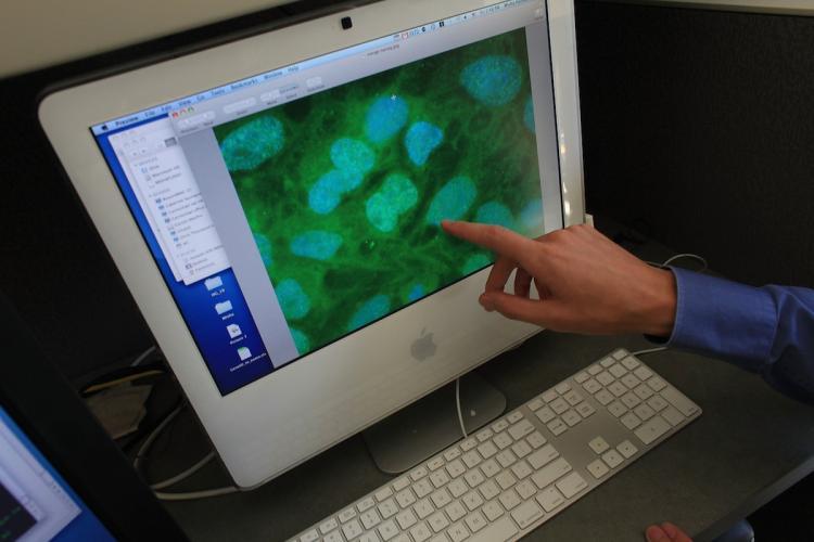 <a><img src="https://www.theepochtimes.com/assets/uploads/2015/09/103686303.jpg" alt="Stem cells are viewed on a computer screen at the University of Connecticut's (UConn) Stem Cell Institute in Farmington, Connecticut. For the first time in the US, a person with a spinal cord injury is being treated with injections with the controversial process of human embryonic stem cells. (Spencer Platt/Getty Images)" title="Stem cells are viewed on a computer screen at the University of Connecticut's (UConn) Stem Cell Institute in Farmington, Connecticut. For the first time in the US, a person with a spinal cord injury is being treated with injections with the controversial process of human embryonic stem cells. (Spencer Platt/Getty Images)" width="320" class="size-medium wp-image-1813597"/></a>