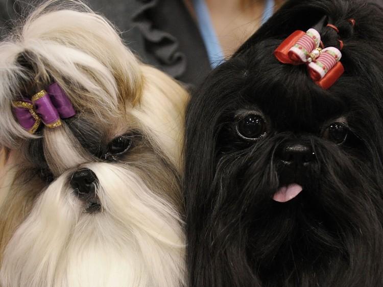 <a><img class="size-large wp-image-1773658" title="American Kennel Club Hosts "Meet The Breeds" Dog And Cat Show" src="https://www.theepochtimes.com/assets/uploads/2015/09/105639554.jpg" alt="Dog and Cat Show" width="590" height="442"/></a>