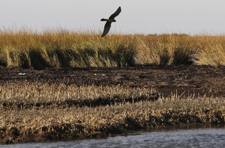 <a><img src="https://www.theepochtimes.com/assets/uploads/2015/09/107343659.jpg" alt="A hawk flies over marsh grasses battered by oil from the BP oil spill December 5, in Barataria Bay, Louisiana. Nearly eight months after the spill, oil remains along the shoreline of some of the barrier islands in the area and has killed off sections of marsh grass. (Mario Tama/Getty Images)" title="A hawk flies over marsh grasses battered by oil from the BP oil spill December 5, in Barataria Bay, Louisiana. Nearly eight months after the spill, oil remains along the shoreline of some of the barrier islands in the area and has killed off sections of marsh grass. (Mario Tama/Getty Images)" width="320" class="size-medium wp-image-1810122"/></a>