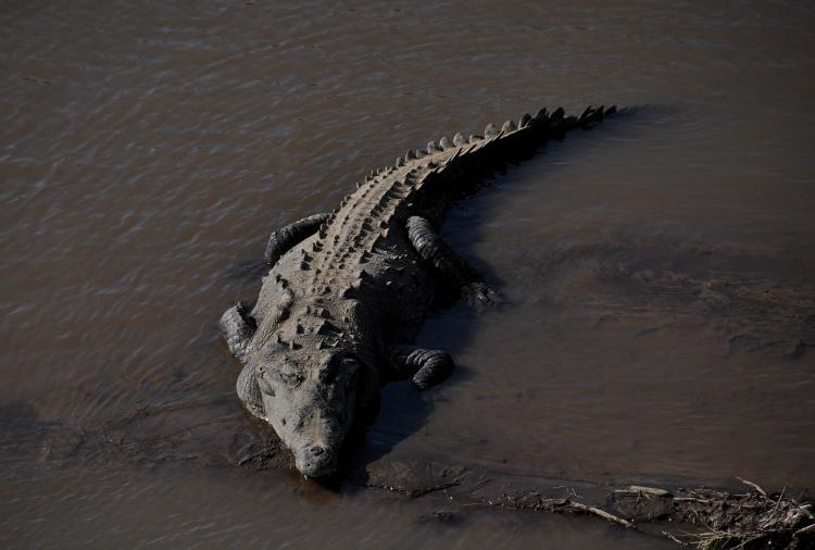 <a><img src="https://www.theepochtimes.com/assets/uploads/2015/09/107351772.jpg" alt="A crocodile rests on the banks of Tarcoles River in the province of Puntarenas in Costa Rica some 90 kilometers south of San Jose on December 5, 2010.  (Yuri Cortez/AFP/Getty Images)" title="A crocodile rests on the banks of Tarcoles River in the province of Puntarenas in Costa Rica some 90 kilometers south of San Jose on December 5, 2010.  (Yuri Cortez/AFP/Getty Images)" width="320" class="size-medium wp-image-1809358"/></a>