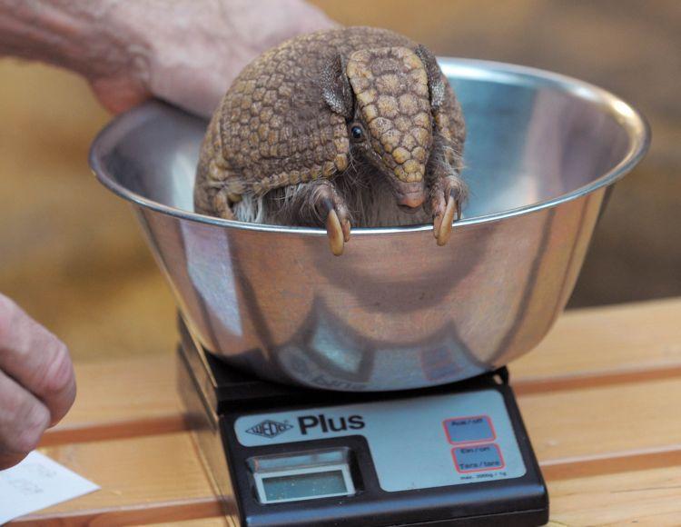 <a><img src="https://www.theepochtimes.com/assets/uploads/2015/09/108019107.jpg" alt="Armadillo 'Gurt' sits on a balance as he is weighed during the annual inventory at the zoo in Dresden, eastern Germany, on January 13, 2011. 'Gurt' has a weight of 1,347 grams. (Matthias Hiekel/AFP/Getty Images)" title="Armadillo 'Gurt' sits on a balance as he is weighed during the annual inventory at the zoo in Dresden, eastern Germany, on January 13, 2011. 'Gurt' has a weight of 1,347 grams. (Matthias Hiekel/AFP/Getty Images)" width="320" class="size-medium wp-image-1804831"/></a>