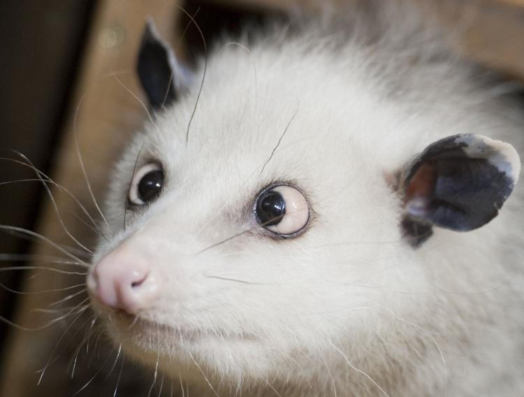 <a><img src="https://www.theepochtimes.com/assets/uploads/2015/09/108804102Heidi.jpg" alt="Opossum Heidi on Tuesday December 14, 2010 at Leipzig Zoo. A cross eyed opossum in the wild would have no real problems. (Hendrik Schmidt/AFP/Getty Image)" title="Opossum Heidi on Tuesday December 14, 2010 at Leipzig Zoo. A cross eyed opossum in the wild would have no real problems. (Hendrik Schmidt/AFP/Getty Image)" width="320" class="size-medium wp-image-1807586"/></a>