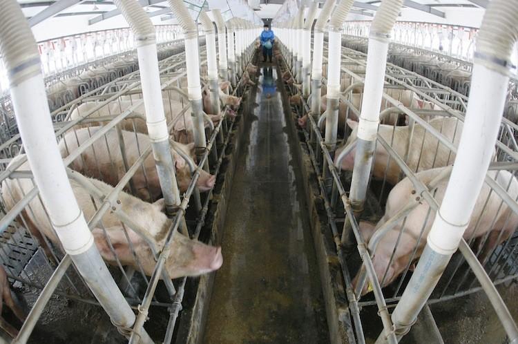 <a><img src="https://www.theepochtimes.com/assets/uploads/2015/09/109733892.jpg" alt="Pigs stand in their pens at a farm in Zhuji, east China's Zhejiang province last March. In a recent report it was found that farms were feeding contaminated milk powder to pigs which contained melamine.  (STR/AFP/Getty Images)" title="Pigs stand in their pens at a farm in Zhuji, east China's Zhejiang province last March. In a recent report it was found that farms were feeding contaminated milk powder to pigs which contained melamine.  (STR/AFP/Getty Images)" width="320" class="size-medium wp-image-1800677"/></a>
