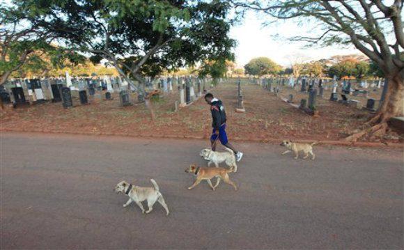 A man exercises as he walks dogs, in the Warren Hills Cemetery in Harare. (AP Photo/Tsvangirayi Mukwazhi)