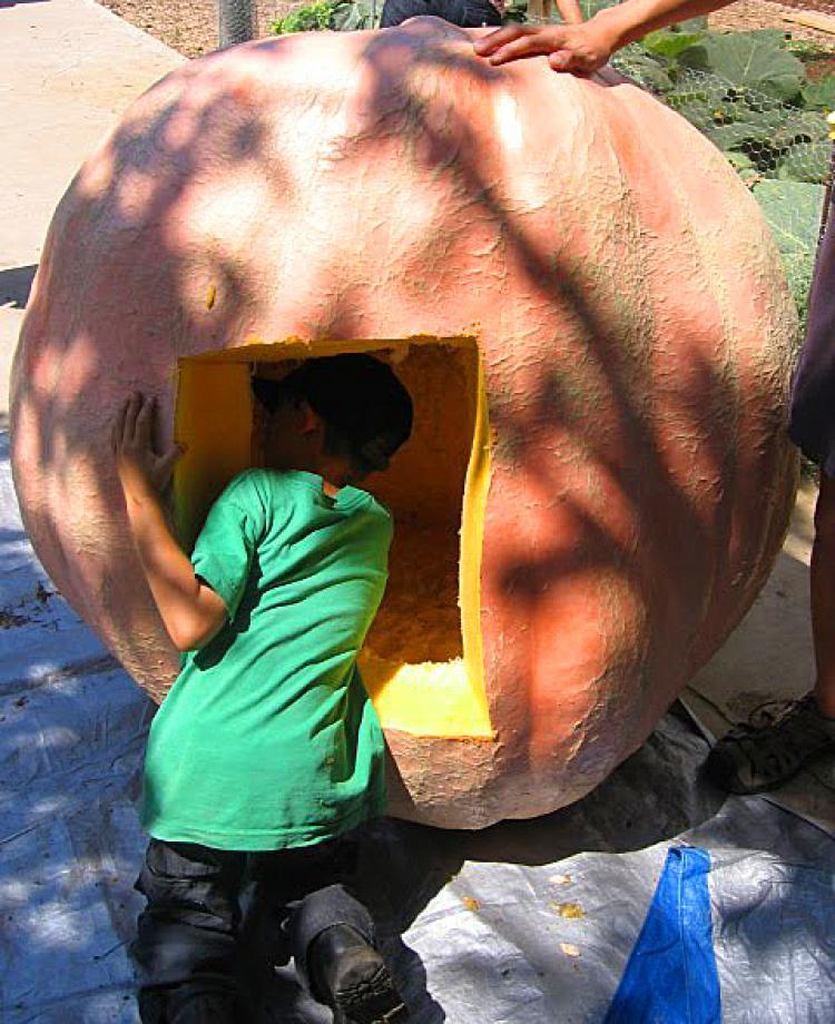 <a><img src="https://www.theepochtimes.com/assets/uploads/2015/09/111pompk.jpg" alt="779 POUNDER!:Here's Jim Fredricks' 779 pound pumpkin during its weighing and eventual seed harvesting! Nice size, shape and color, plus it may well be the biggest pumpkin grown in San Diego County in 2009! (Stuart Shim/Pumpkinmania)" title="779 POUNDER!:Here's Jim Fredricks' 779 pound pumpkin during its weighing and eventual seed harvesting! Nice size, shape and color, plus it may well be the biggest pumpkin grown in San Diego County in 2009! (Stuart Shim/Pumpkinmania)" width="320" class="size-medium wp-image-1825942"/></a>