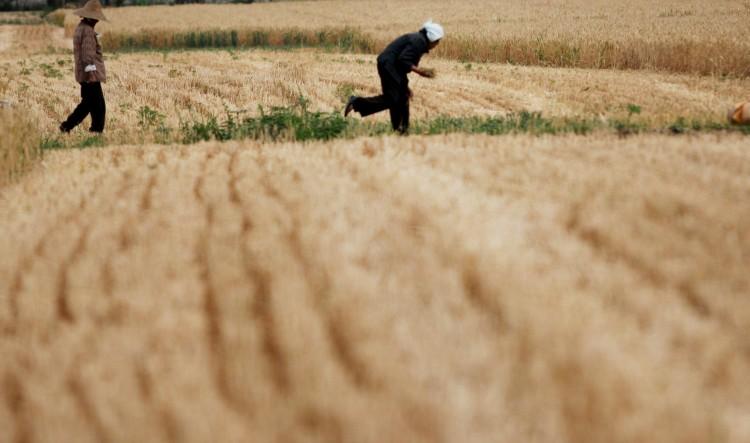 <a><img src="https://www.theepochtimes.com/assets/uploads/2015/09/114933047.jpg" alt="Farm workers glean wheat in a field on May 29, in Huaibei, Anhui Province of China. According to a scholar from the Chinese Academy of Agricultural Engineering, one-sixth of China's farmland are contaminated by heavy metals.  (ChinaFotoPress/Getty Images)" title="Farm workers glean wheat in a field on May 29, in Huaibei, Anhui Province of China. According to a scholar from the Chinese Academy of Agricultural Engineering, one-sixth of China's farmland are contaminated by heavy metals.  (ChinaFotoPress/Getty Images)" width="575" class="size-medium wp-image-1770743"/></a>