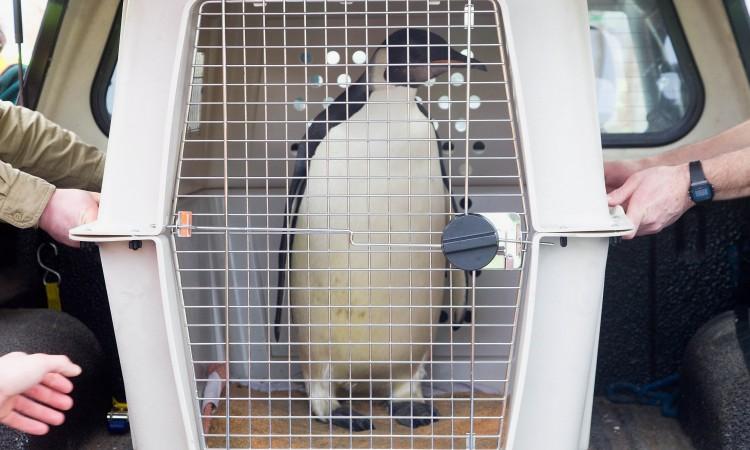 <a><img src="https://www.theepochtimes.com/assets/uploads/2015/09/122733183.jpg" alt="The emperor penguin nicknamed 'Happy Feet' (C) is carried off a vehicle to be loaded onto the New Zealand research ship 'Tangaroa' in Wellington on Aug. 29, 2011, before making the four-day journey to the Southern Ocean, east of Campbell Island.  (Marty Melville/AFP/Getty Images)" title="The emperor penguin nicknamed 'Happy Feet' (C) is carried off a vehicle to be loaded onto the New Zealand research ship 'Tangaroa' in Wellington on Aug. 29, 2011, before making the four-day journey to the Southern Ocean, east of Campbell Island.  (Marty Melville/AFP/Getty Images)" width="575" class="size-medium wp-image-1798578"/></a>