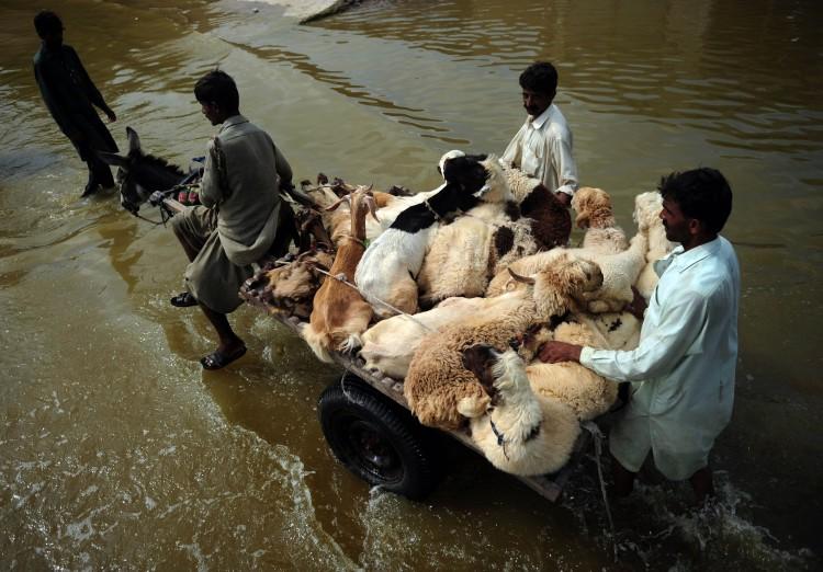 <a><img src="https://www.theepochtimes.com/assets/uploads/2015/09/125702941.jpg" alt="Pakistani men transport goats and sheep on a donkey-cart through floodwater in the flood-hit Badin district on September 20, 2011. (Asif Hassan/AFP/Getty Images)" title="Pakistani men transport goats and sheep on a donkey-cart through floodwater in the flood-hit Badin district on September 20, 2011. (Asif Hassan/AFP/Getty Images)" width="320" class="size-medium wp-image-1797430"/></a>