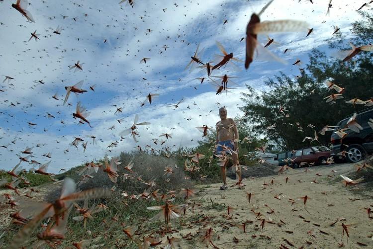 <a><img class="size-large wp-image-1769597" src="https://www.theepochtimes.com/assets/uploads/2015/09/140839981.jpg" alt="A man stands in a large cloud of locusts, 29 November 2004 around Corralejo in the north of the island of Fuerteventura, in Spain's Canary Islands about 100 kilometers (60 miles) off the Moroccan coast. Earlier Today, local authorities said that the original swarms which had descended on the island Thursday were 'under control' as the Canaries sought to deal with its worst locust invasion since the 1950s. (Samuel Aranda/AFP/Getty Images)" width="590" height="394"/></a>