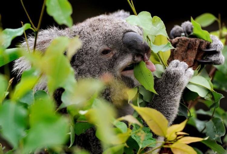 <a><img class="size-large wp-image-1788166" title="A koala chews on gum leaves at the Wild" src="https://www.theepochtimes.com/assets/uploads/2015/09/143317751.jpg" alt="" width="590" height="400"/></a>