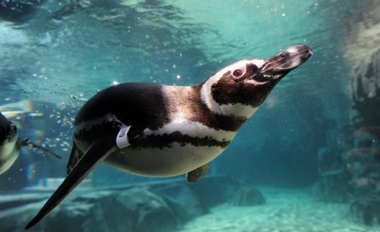 <a><img class="size-large wp-image-1787397" title="Rescued Magellanic Penguins from South A" src="https://www.theepochtimes.com/assets/uploads/2015/09/144628840Penguin.jpg" alt="" width="590" height="359"/></a>