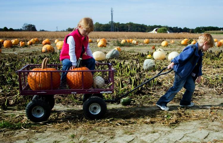 <a><img class="size-medium wp-image-1775106" src="https://www.theepochtimes.com/assets/uploads/2015/09/154740981.jpg" alt="Five-year-old Aidan (R) pulls his seven-year-old sister Autumn and their pumpkins in a wagon through the patch at Councell Farms in Easton, MD, Oct. 17, ahead of the Halloween holiday. (JIM WATSON/AFP/Getty Images) " width="350" height="224"/></a>