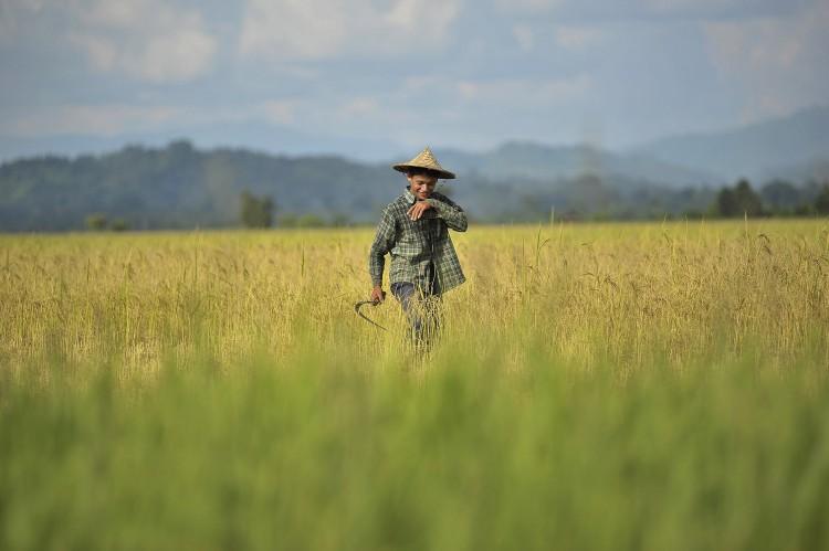<a><img class="size-large wp-image-1774669" title="A Burmese farmer harvests in a rice paddy near Pa Rein village, Myauk Oo township on Oct. 29, 2012. (Kaung Htet /Getty Images) " src="https://www.theepochtimes.com/assets/uploads/2015/09/154977877.jpg" alt="A Burmese farmer harvests in a rice paddy near Pa Rein village, Myauk Oo township on Oct. 29, 2012. (Kaung Htet /Getty Images) " width="590" height="392"/></a>