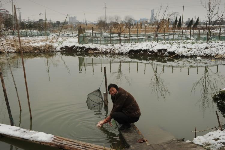 A woman washes a duck which she is preparing for Lunar New Year dinner in Zisiqiao village in China's eastern Zhejiang Province on Feb. 8, 2013. (Peter Parks/AFP/Getty Images)