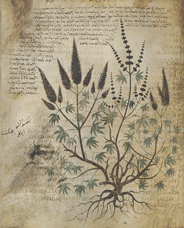 An illustration of vitex from Dioscorides "Materia Medica" from 55 AD. (Public domain)