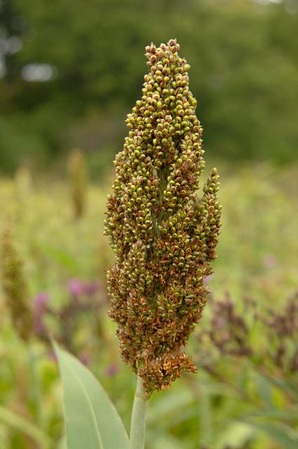 Sorghum is being studied as an alternative to corn for making fuels. (Department of Agriculture, CC BY 2.0)