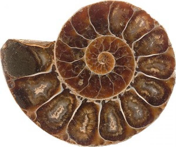 <a><img class="size-medium wp-image-1832889" title="From the Greek Pantheon to the Nautilus shell, the golden proportion is the gold standard for good design, yet scientists still do not understand why this harmonic ratio is found throughout the natural world.  (Photos.com)" src="https://www.theepochtimes.com/assets/uploads/2015/09/2007-9-17-10049882.jpg" alt="From the Greek Pantheon to the Nautilus shell, the golden proportion is the gold standard for good design, yet scientists still do not understand why this harmonic ratio is found throughout the natural world.  (Photos.com)" width="320"/></a>