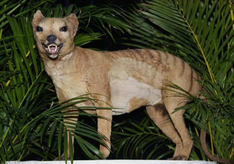 <a><img src="https://www.theepochtimes.com/assets/uploads/2015/09/2406345.jpg" alt="Photo of a Tasmanian tiger (Thylacine) displayed at the Australian Museum in Sydney, 2002. (Torsten Blackwood/AFP/Getty Images)" title="Photo of a Tasmanian tiger (Thylacine) displayed at the Australian Museum in Sydney, 2002. (Torsten Blackwood/AFP/Getty Images)" width="320" class="size-medium wp-image-1812599"/></a>