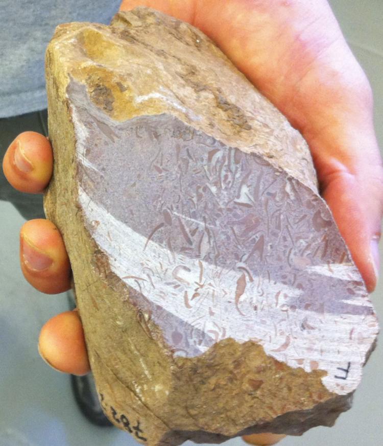 <a><img src="https://www.theepochtimes.com/assets/uploads/2015/09/24848fossil.jpg" alt="Princeton geoscientist Adam Maloof holds a rock from South Australia that may contain the oldest fossils of animal bodies ever discovered. The fossils, visible here as red shapes, suggest that sponge-like animals were in existence about 650 million years ago. (Courtesy of Adam Maloof)" title="Princeton geoscientist Adam Maloof holds a rock from South Australia that may contain the oldest fossils of animal bodies ever discovered. The fossils, visible here as red shapes, suggest that sponge-like animals were in existence about 650 million years ago. (Courtesy of Adam Maloof)" width="320" class="size-medium wp-image-1815839"/></a>