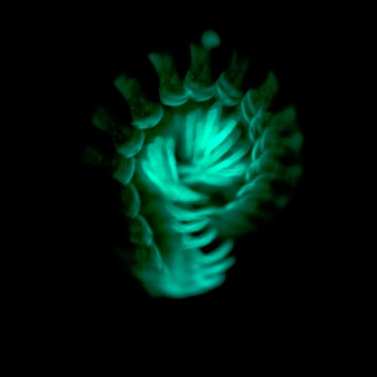 <a><img src="https://www.theepochtimes.com/assets/uploads/2015/09/36292.jpg" alt="A prolonged exposure taken in the darkroom, showing the greenish glow of a Motyxia millipede. (Paul Marek)" title="A prolonged exposure taken in the darkroom, showing the greenish glow of a Motyxia millipede. (Paul Marek)" width="320" class="size-medium wp-image-1797272"/></a>