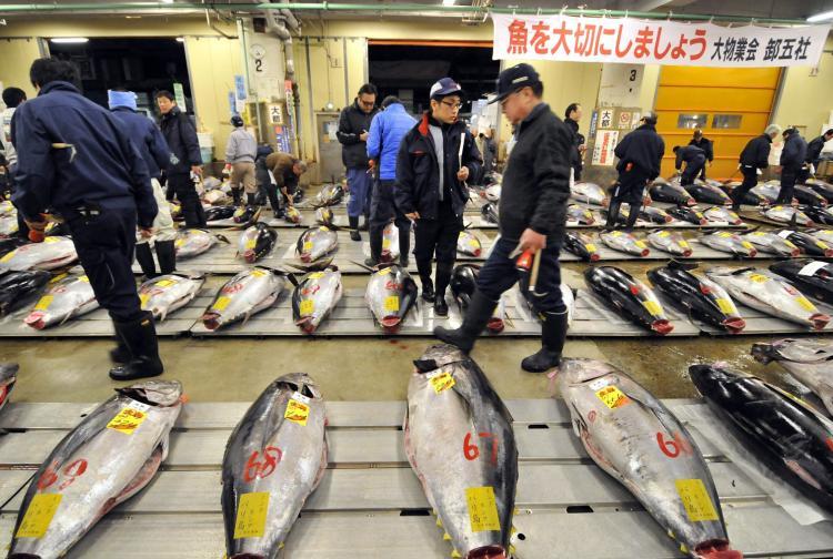 <a><img src="https://www.theepochtimes.com/assets/uploads/2015/09/400000_dollar_tuna_107872701.jpg" alt="Fishmongers check large bluefin tunas before the first trading of the year at Tokyo's Tsukiji fish market on Jan. 5. A 342 kg bluefin tuna was traded at $400,000 at the wholesale market auction. (YOSHIKAZU TSUNO/AFP/Getty Images)" title="Fishmongers check large bluefin tunas before the first trading of the year at Tokyo's Tsukiji fish market on Jan. 5. A 342 kg bluefin tuna was traded at $400,000 at the wholesale market auction. (YOSHIKAZU TSUNO/AFP/Getty Images)" width="320" class="size-medium wp-image-1810095"/></a>
