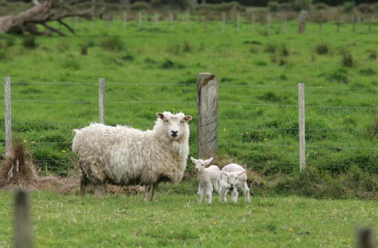 <a><img src="https://www.theepochtimes.com/assets/uploads/2015/09/53542154.jpg" alt="Sheep on a farm in West Auckland. It remains unknown how much land has actually been sold off.  (Sandra Teddy/Getty Images)" title="Sheep on a farm in West Auckland. It remains unknown how much land has actually been sold off.  (Sandra Teddy/Getty Images)" width="320" class="size-medium wp-image-1815841"/></a>