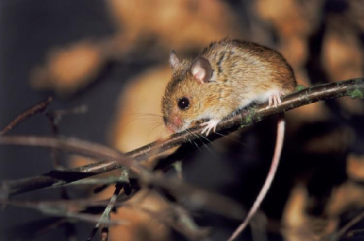 <a><img src="https://www.theepochtimes.com/assets/uploads/2015/09/71057088.jpg" alt="Researchers postulated that mice, being nocturnal, fear intense light in a similar way that humans, who are diurnal, fear darkness. (Photos.com)" title="Researchers postulated that mice, being nocturnal, fear intense light in a similar way that humans, who are diurnal, fear darkness. (Photos.com)" width="320" class="size-medium wp-image-1798958"/></a>