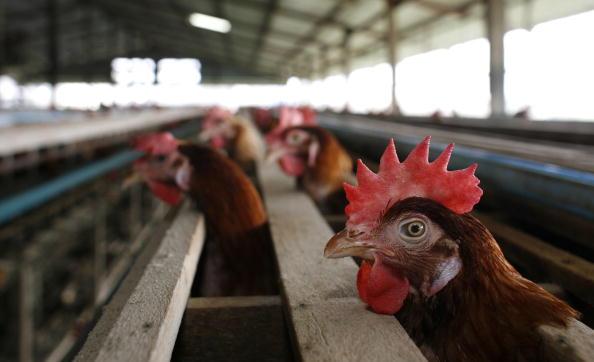 <a><img class="size-large wp-image-1787265" title="Bird Flu Increases The Threat To Chicken Farmers Livelihoods" src="https://www.theepochtimes.com/assets/uploads/2015/09/73129495.jpg" alt="" width="590" height="359"/></a>