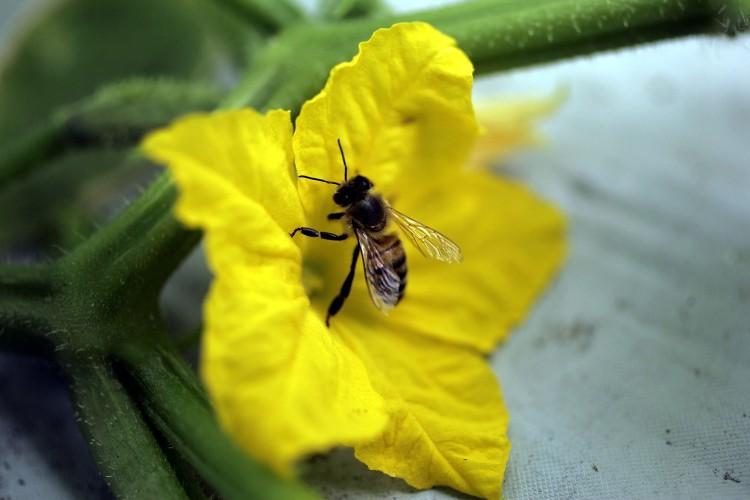 <a><img src="https://www.theepochtimes.com/assets/uploads/2015/09/73338669.jpg" alt="A honey bee is seen on a cucumber plant's flower in Florida. Bees play an important part to pollinate the fruits and vegetables that we eat everyday. A team of Biologists at the University of Illinois at Chicago (UIC) are now doing a study on how urban areas affect the variety and number of insect pollinators.   (Wolfgang Kumm/Getty Images )" title="A honey bee is seen on a cucumber plant's flower in Florida. Bees play an important part to pollinate the fruits and vegetables that we eat everyday. A team of Biologists at the University of Illinois at Chicago (UIC) are now doing a study on how urban areas affect the variety and number of insect pollinators.   (Wolfgang Kumm/Getty Images )" width="320" class="size-medium wp-image-1799808"/></a>