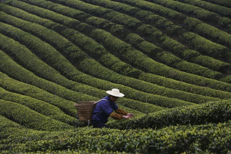 <a><img class="size-full wp-image-1786995" title="A farmer picks tea leaves in the outskirts of Chongqing Municipality, China. The tea producing peak falls on spring days around the end of March and early April when many tea factories have to operate at full capacity. (China Photos/Getty Images)" src="https://www.theepochtimes.com/assets/uploads/2015/09/73539751.jpg" alt="" width="750" height="500"/></a>